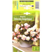 Бегония Odorata Angelique