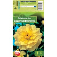 Dālija Decorative Glorie Van Heemstede