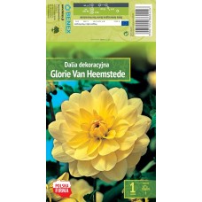 Daalia Decorative Glorie Van Heemstede