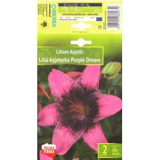 Lilium Asiatic Purple Dream