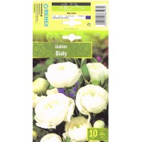 Ranunculus   White  Biały
