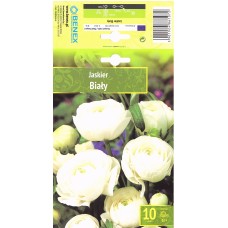 Ranunculus   White  Biały