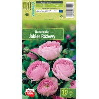 Ranunculus   Pink Różowy