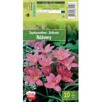 Zephyranthes  Robustus