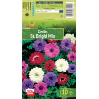 Анемона St. Brigid Mix