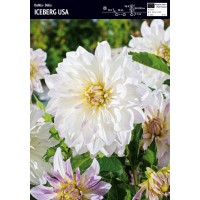 Dahlia Box Lilac Time/ Babylon Red/ Iceberg Usa/ Lavender Perfection/ Grand Prix