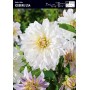 Dahlia Box Lilac Time/ Babylon Red/ Iceberg Usa/ Lavender Perfection/ Grand Prix