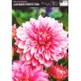 Dahlia Box Lilac Time/ Babylon Red/ Iceberg Usa/ Lavender Perfection/ Grand Prix