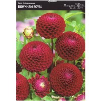 Dahlia Box Boom Boom White/ Little Rober