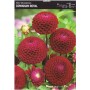 Dahlia Box Boom Boom White/ Little Rober