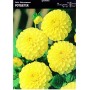 Dahlia Box Boom Boom White/ Little Rober