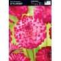 Dahlia Box Boom Boom White/ Little Rober