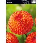 Dahlia Box Boom Boom White/ Little Rober