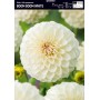 Dahlia Box Boom Boom White/ Little Rober