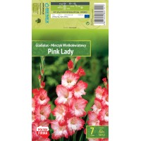 Gladiolus  Pink Lady