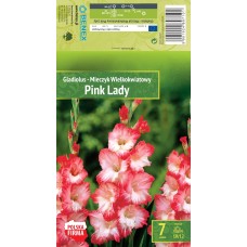 Gladiolus  Pink Lady