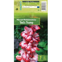 Gladiola Large-Flowering Ted'S Trump