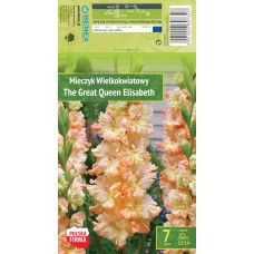 Gladiola Ruffled The Great Queen Elisab