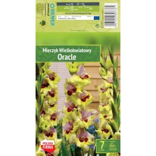 Gladiolus Large-Flowering Oracle