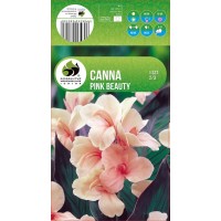 Kanna Green Leaved Pink Beauty