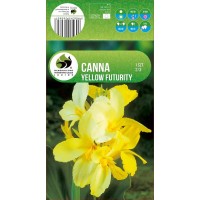 Canna Green Leaved Yellow Futurity
