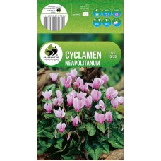 Cyclamen Neapolitanum