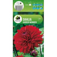 Dahlia Decorative Garden Wonder