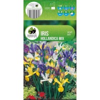 Ирис Hollandica Mixed