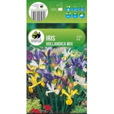 Iris  Hollandica Mixed