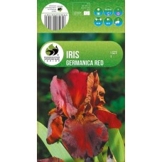 Iris Germanica Red