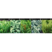 Fens Box Matteuccia Struthiopteris/ Athy