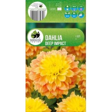 Daalia Decorative Deep Impact