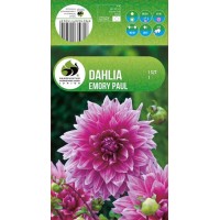 Dahlia Decorative Emory Paul