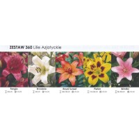 Lilium Box Fangio/ Ercolano/ Royal Sunse