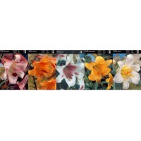 Lilium Box Pink Perfection/ African Quee