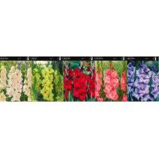 Gladiola Box Norma Jean/ Maxial/ Back S