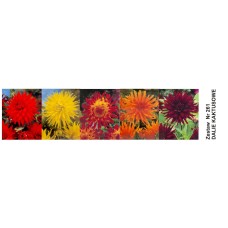 Dahlia Box Preference/ Kennemerland/ Vuu