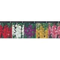 Gladiola Box Red/ White / Puple/ Yellow