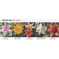Lilium Box Elodie/ Fata Morgana/ Must Se