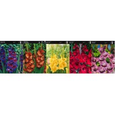 Gladiola Box Velvet Eyes/ Chocolate/ Br