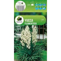 Yucca Filamentosa