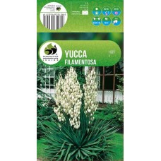 Yucca Filamentosa