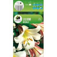 Lilium Trumpet Regale