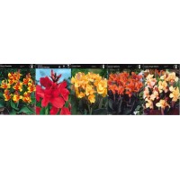 Canna Box Reine Charlotte/ Crimson Beaut