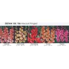 Gladiola Box Calendar/ Conca Verde/ Kin