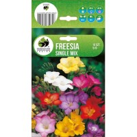 Freesia  Single Mixed