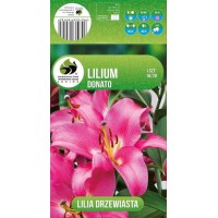 Lilium Decorative Donato
