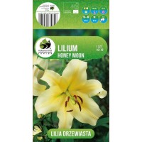 Lilium Decorative Honey Moon