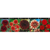 Dālija Box Kenora Macob/ Red & White Fub