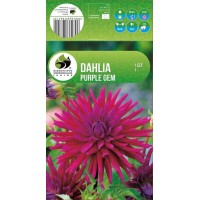 Dahlia Cactus Purple Gem
